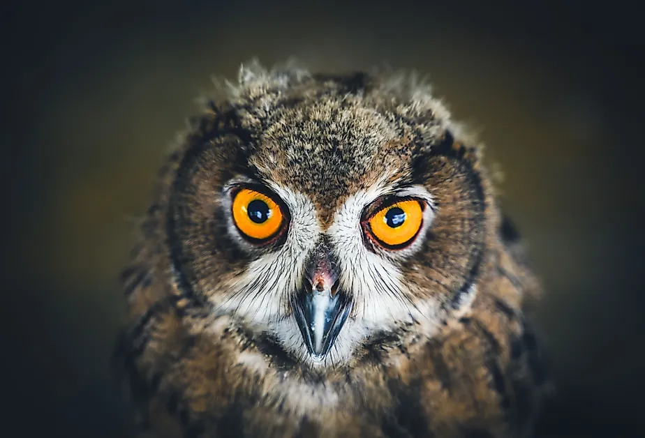Close up face of a Eurasian Eagle Owl.