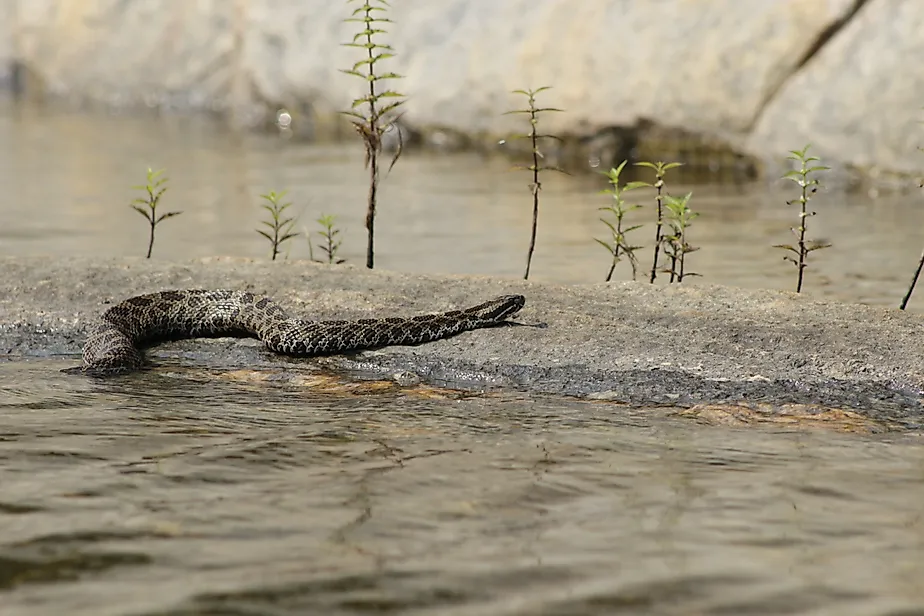 Eastern Massasauga Rattlesnake resting on a rock slab in water.
