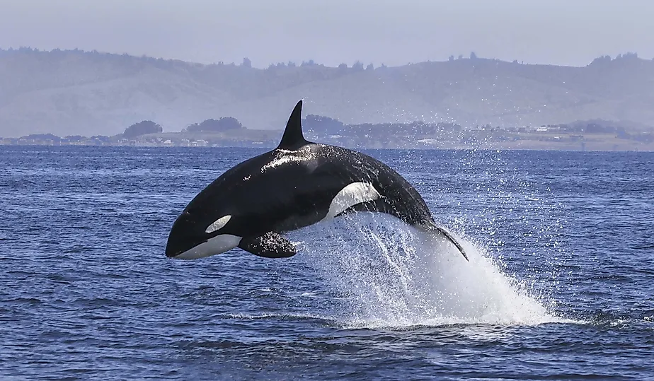 Killer Whale (Orcinus Orca). 