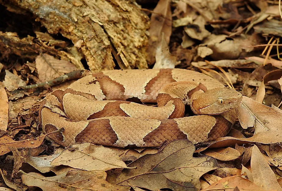Eastern Copperhead (Agkistrodon contortrix) in leaf litter.