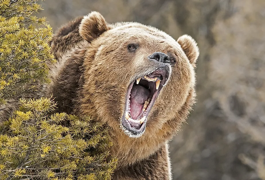 Roaring Grizzly Bear behind bush.