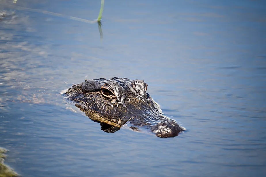 alligator in Texas