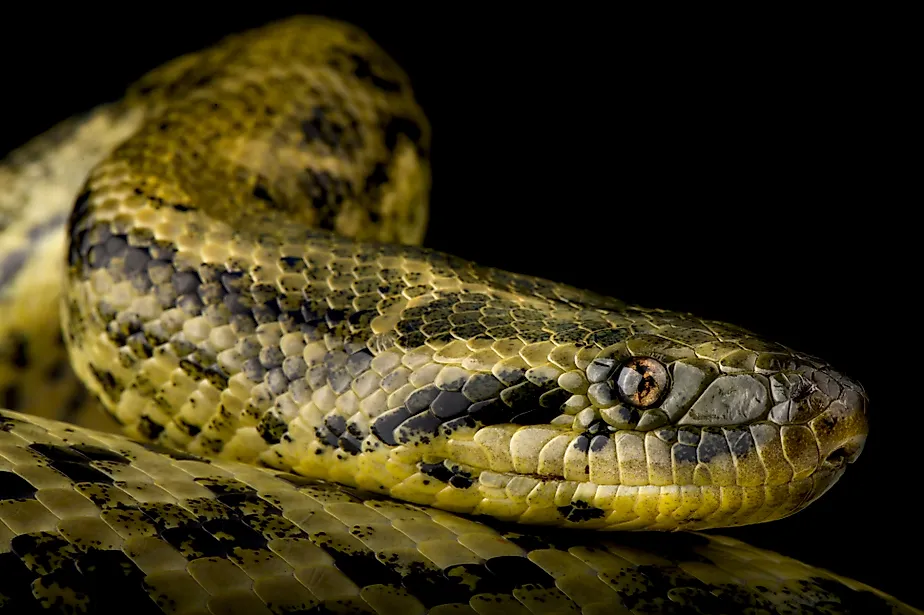 The Yellow anaconda (Eunectes notaeus) 