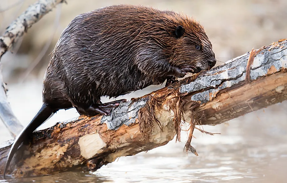 Beaver in the Canadian wilderness