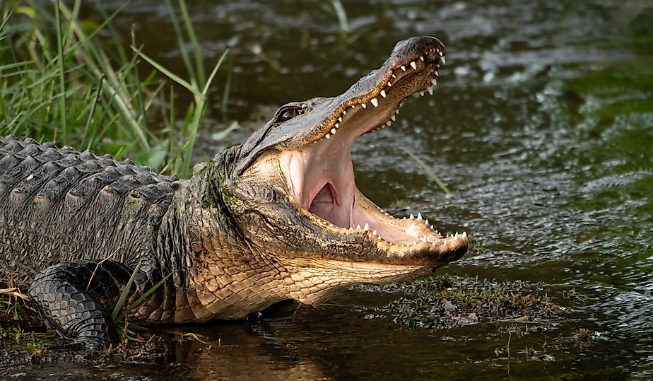 Wild American alligator with its mouth open