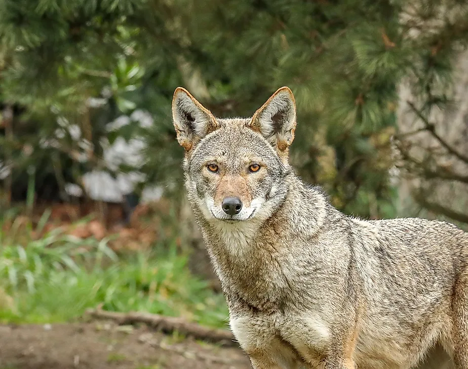 Young Red wolf (Canis rufus)