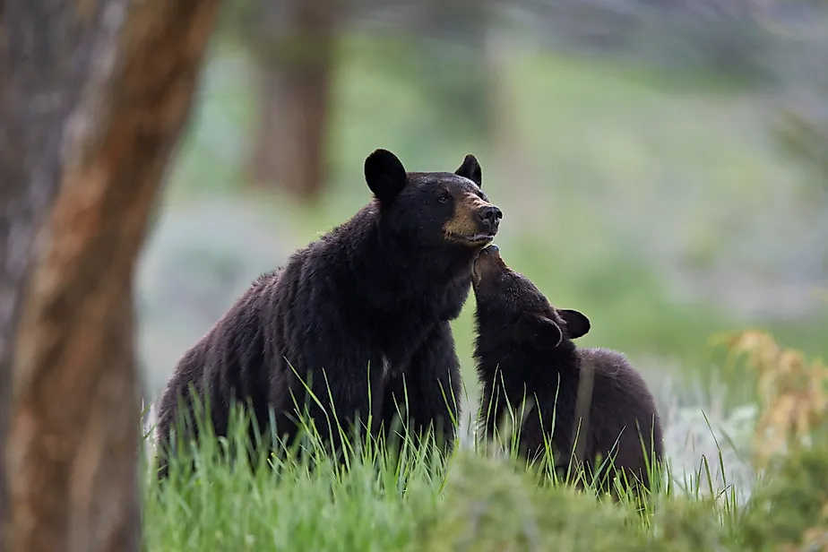 Black bear (ursus americanus), sow and yearling cub, yellowstone national park, wyoming