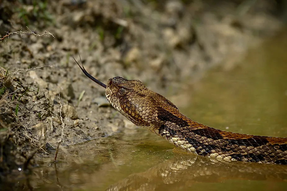 Timber rattlesnakes are capable swimmers.
