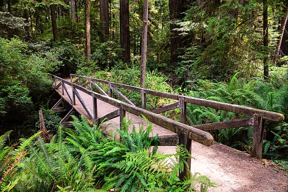 Simpson Reed Grove bridge at Jedediah Smith Redwoods State Park in Crescent City, California. 