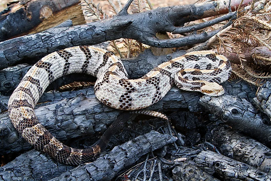 A timber rattlesnake resting on charred wood.