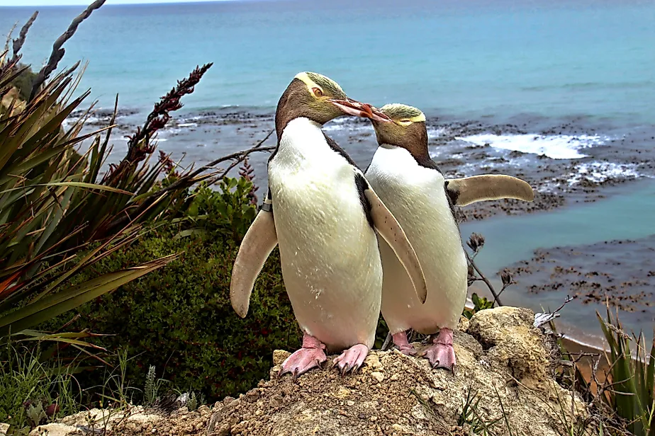 A yellow-eyed penguin pair in New Zealand.