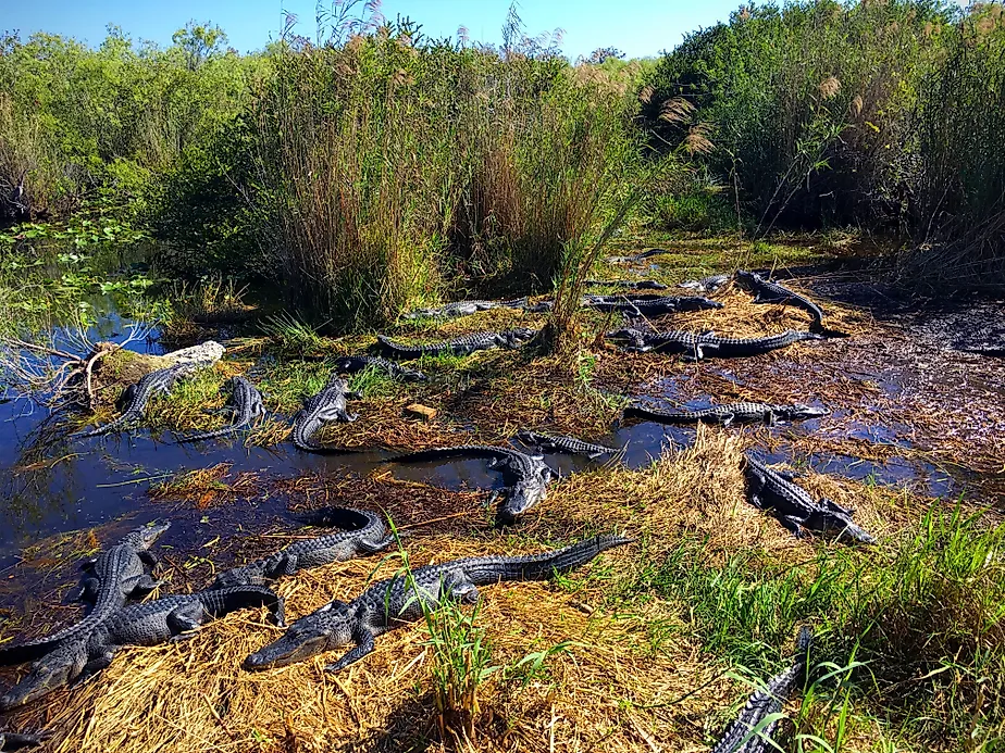 Alligators in Everglades National Park, Florida