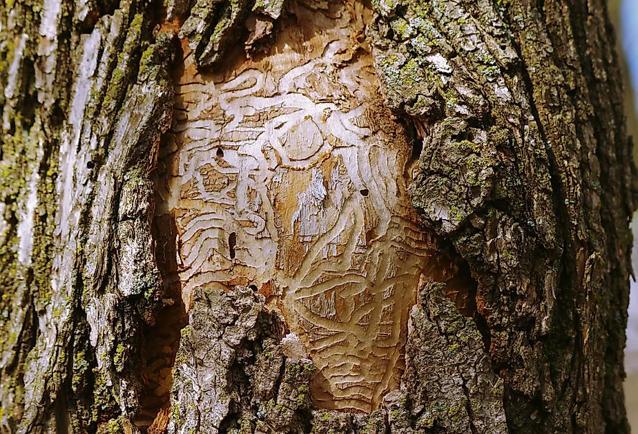 Dead tree due to the ravage of the emerald ash borer.