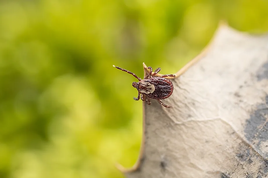 Close-up of American dog tick.