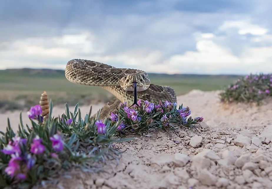 The venomous prairie rattlesnake can be found in the banks along Nebraska's rivers.