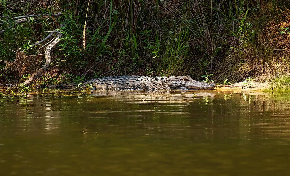 Alligator in the water in North Carolina