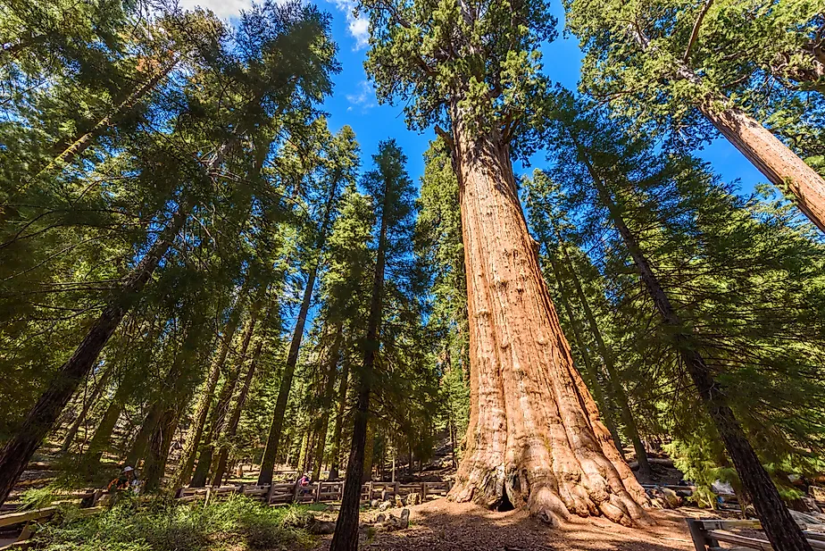 The largest tree on Earth, the General Sherman Giant Sequoia in Sequoia National Park, California. Credit: Simon Dannhauer/ Shutterstock.com 
