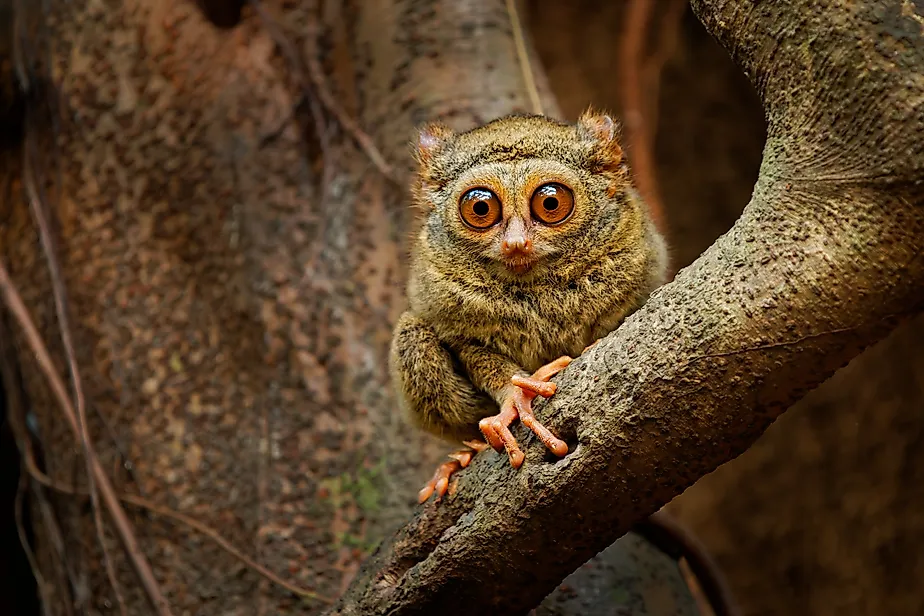 A Tarsier on a branch. 