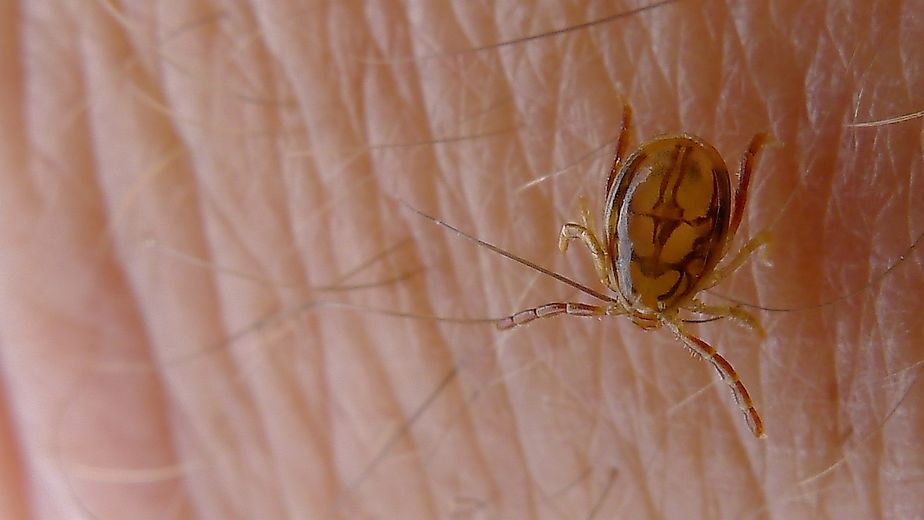 Tick, a species of Ixodidae. Royal National Park, NSW Australia, By John Tann from Sydney, Australia - Tick, https://creativecommons.org/licenses/by/2.0, https://commons.wikimedia.org/w/index.php?curid=38231255