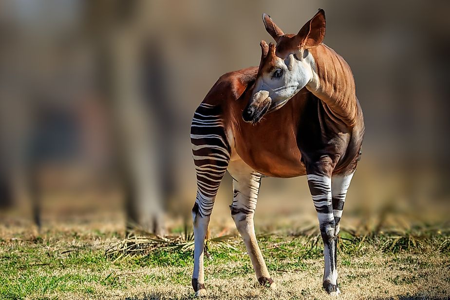 A male okapi.