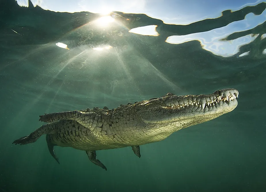 American Crocodile swimming close to the surface. 