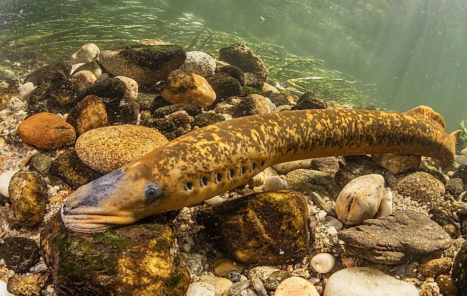 Sea lamprey making the nest in to lay eggs