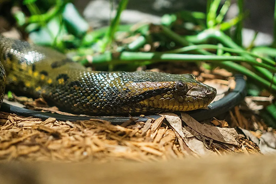A closeup shot of a green anaconda snake.
