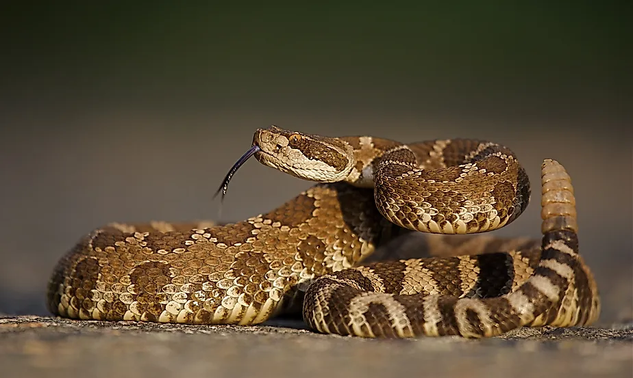 Western Rattlesnake coiled with rattle erect and forked tongue extended. Image credit: Tom Reichner/Shutterstock.com