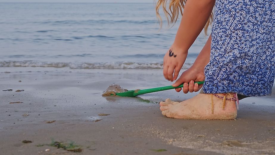  Jellyfish Washed out on Seashore Beach Sand