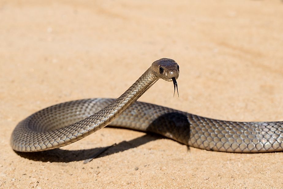 An eastern brown snake in striking pose.