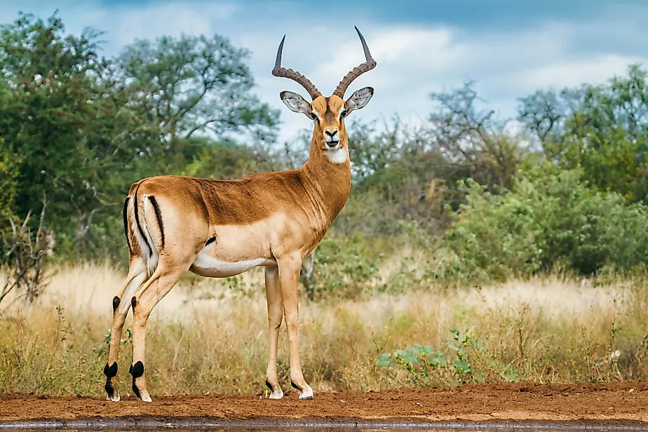 An impala (Aepyceros melampus)