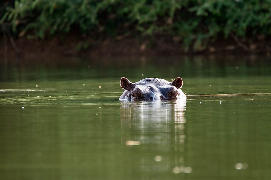 Curious hippo in the Gambia River near Niokolo-Koba National Park in Senegal, West Africa