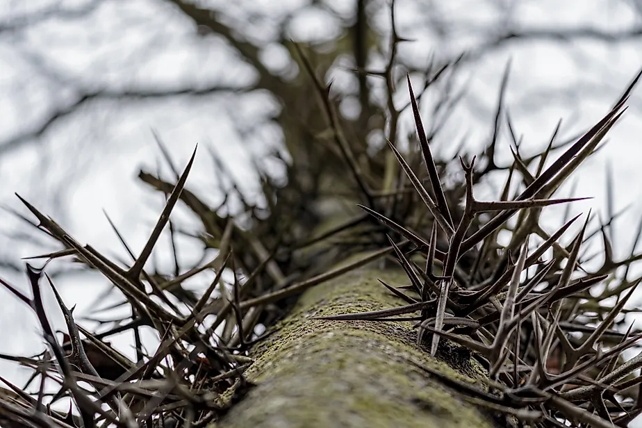 Honey Locust Tree Looking Up through thorns on trunk. 
