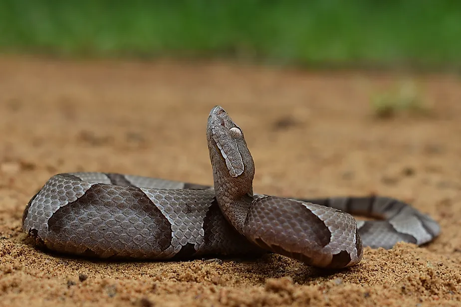Adult Eastern Copperhead (Agkistrodon contortrix)