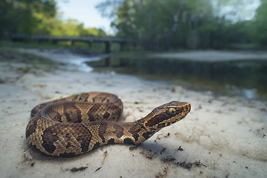 Wild juvenile cottonmouth (Agkistrodon piscivorus)