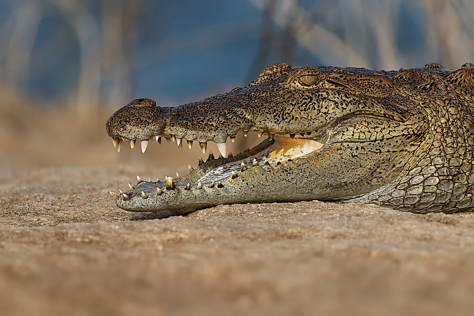 Mugger crocodile (Crocodylus palustris)