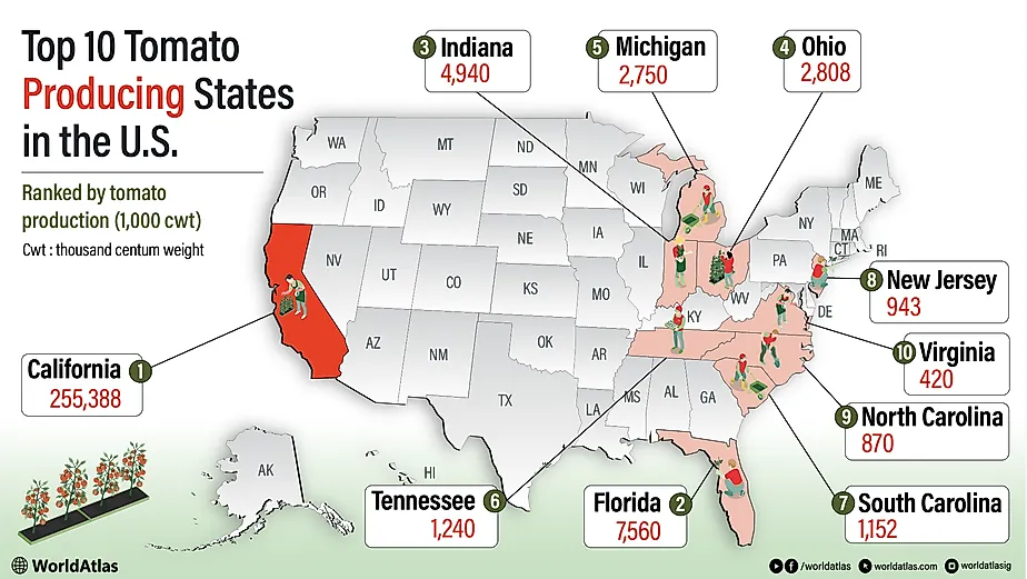 infographic showing The Top 10 Tomato-Producing States In The United States