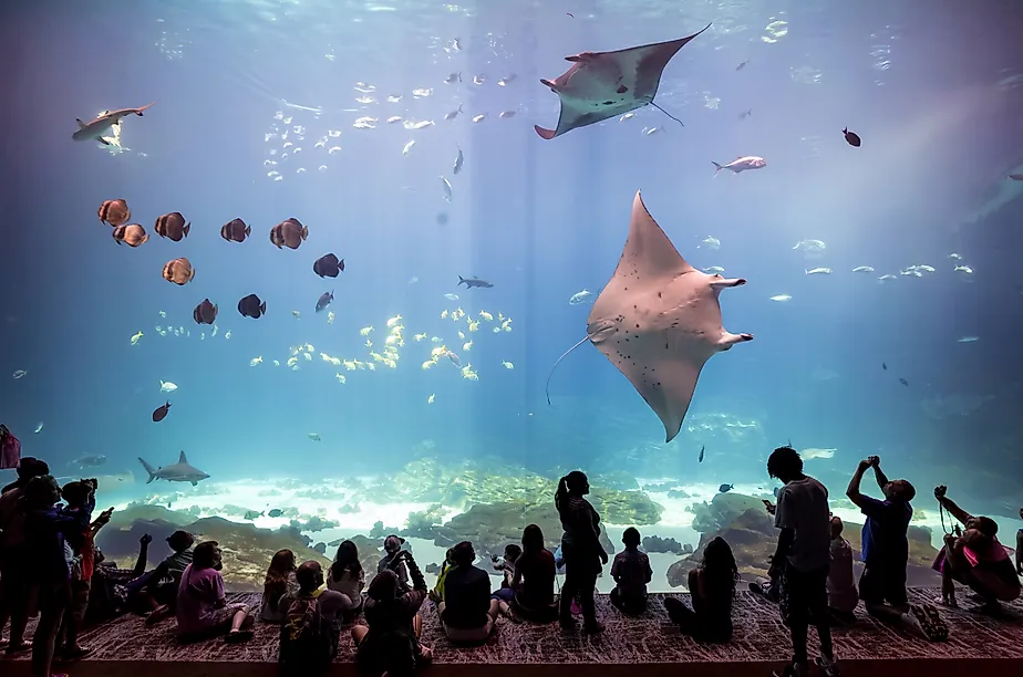 The Georgia Aquarium in Atlanta is one of the largest in the world (Editorial credit: f11photo / Shutterstock.com)