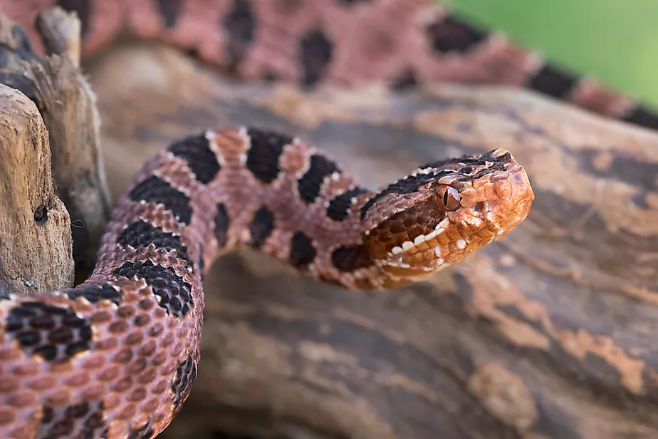 Venomous Pigmy Rattlesnake (Sistrurus miliarius)