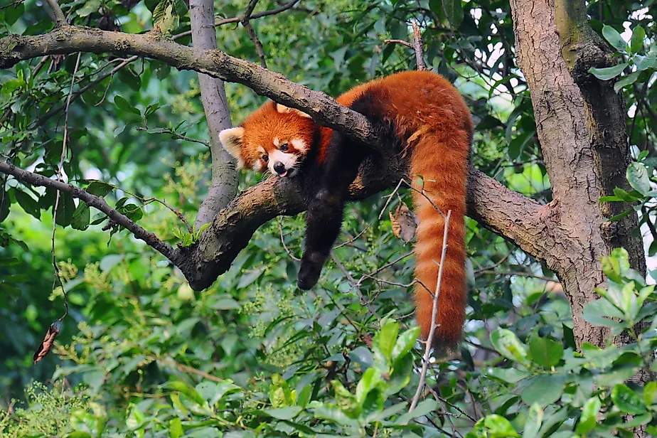 Red panda in Bhutan's protected area. It is a threatened species.