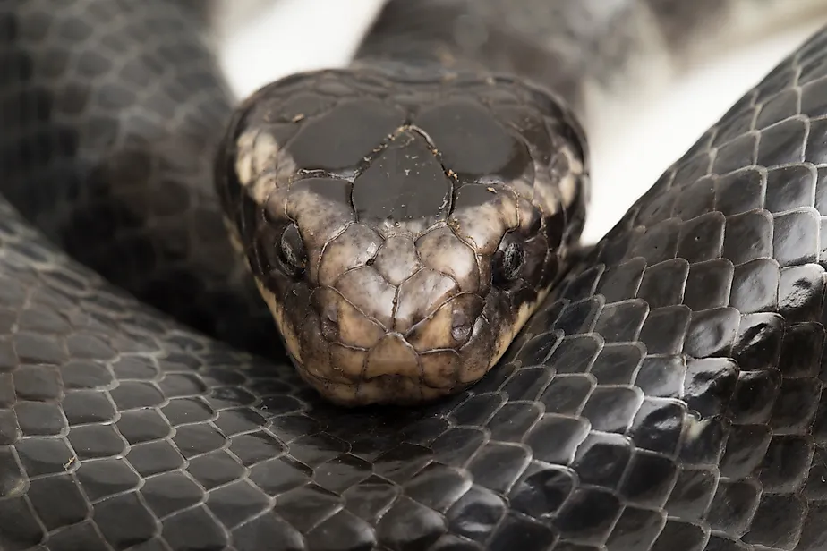 The yellow-lipped sea krait (Laticauda colubrina)