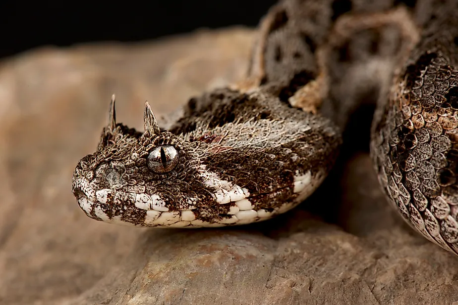 Kenya horned viper (Bitis worthingtoni)