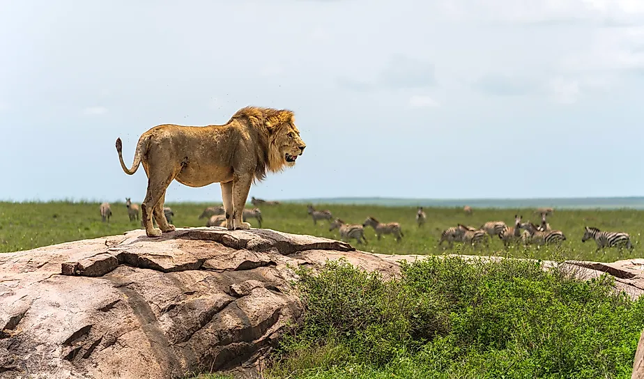 A male lion in his kingdom.