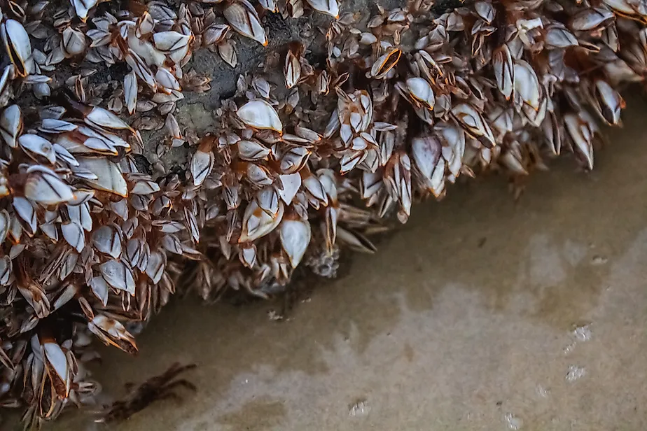 A piece of log along water, covered by zebra mussels. Image credit: Yaman Mutart/Shutterstock.com