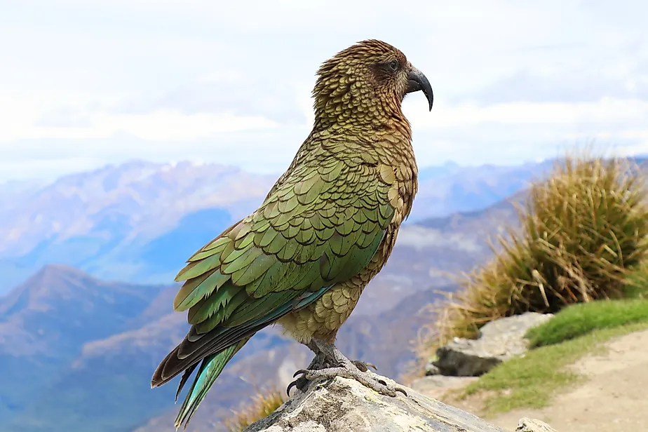 A kea (Nestor notabilis)