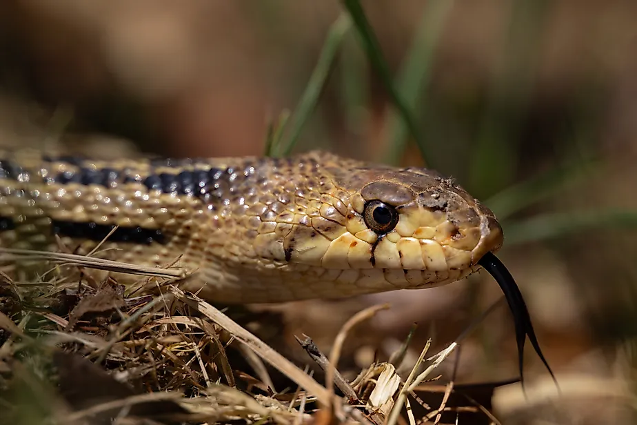 Gopher Snake looking for Heat