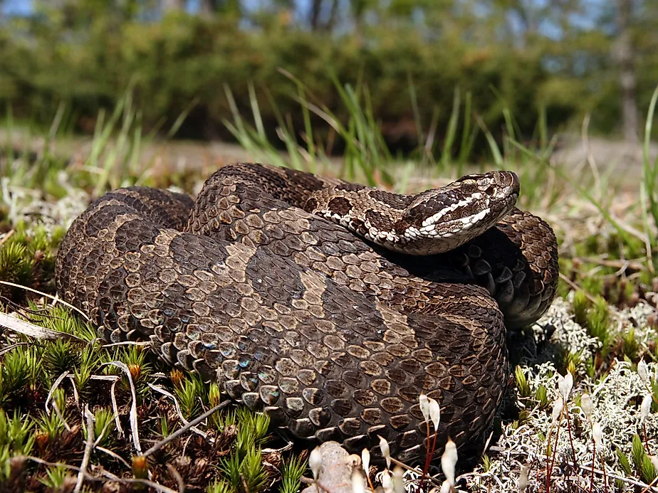 A rare Eastern Massasauga Rattlesnake, native to Pennsylvania.