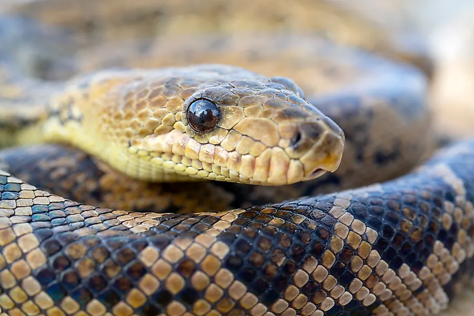 A Cuban boa (Chilabothrus angulifer)