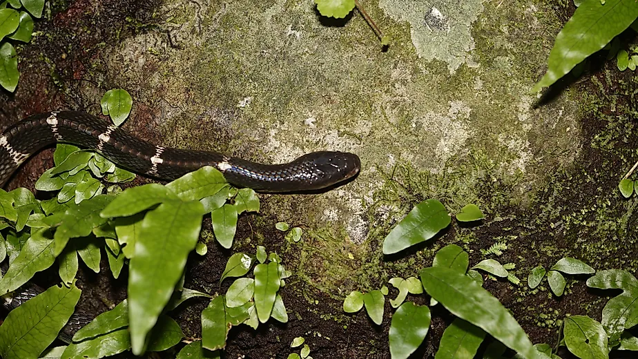A many-banded krait (Bungarus multicinctus)
