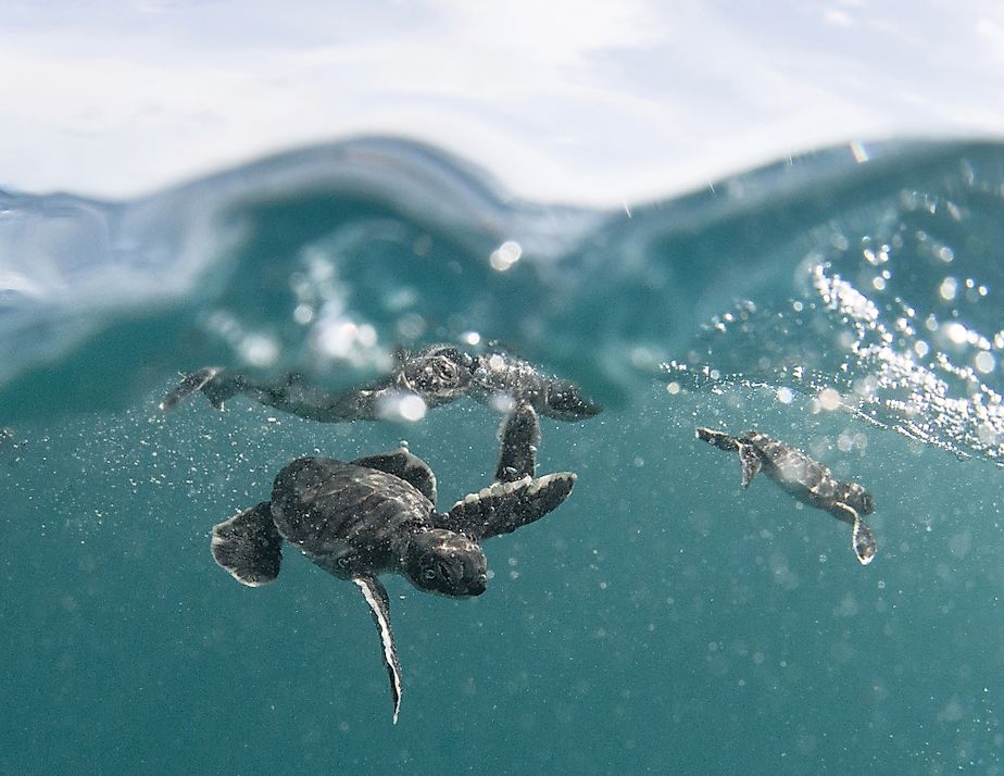 Four baby green sea turtles near the surface of the water in Papahānaumokuākea Marine National Monument. Photo: Koa Matsuoka. Credit: By National Marine Sanctuaries - PMNM baby green sea turtles, Public Domain, https://commons.wikimedia.org/w/index.php?cu